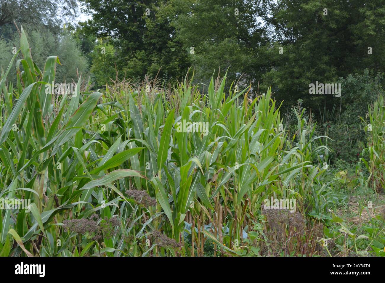 Corn. Zea mays subsp. mays. Corn grows in the garden. Flowers corn