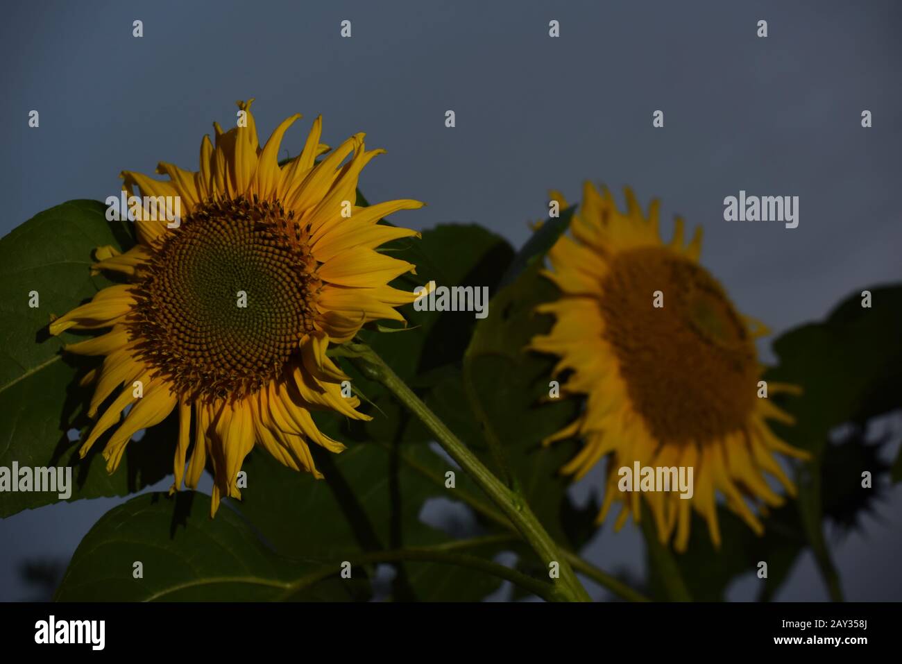 Domesticated sunflower (Helianthus). Stock Photo