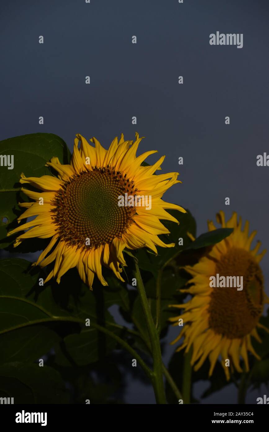 Domesticated sunflower (Helianthus). Stock Photo