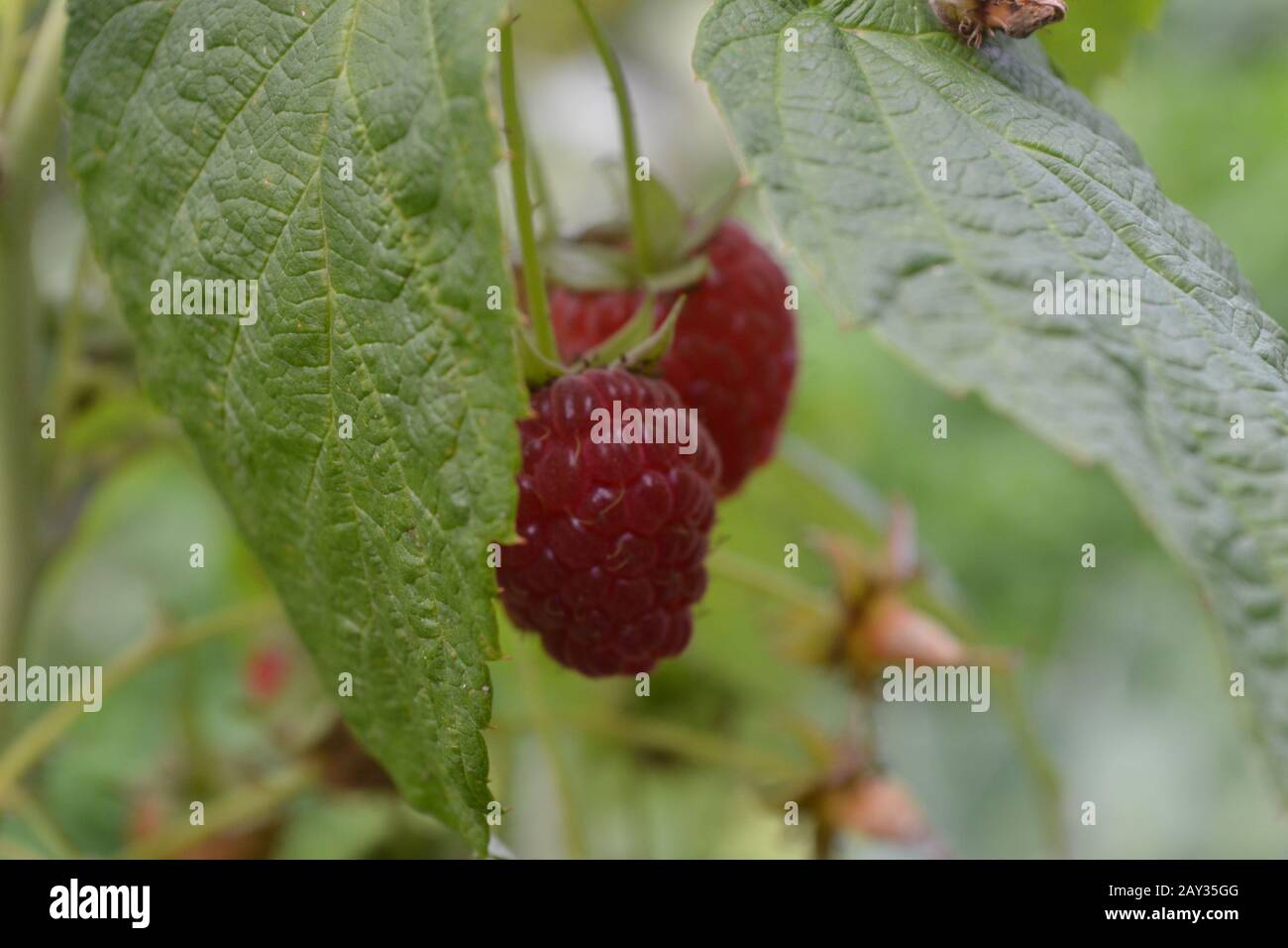 Raspberries Rubus Idaeus Berries Of A Raspberry Close Up On