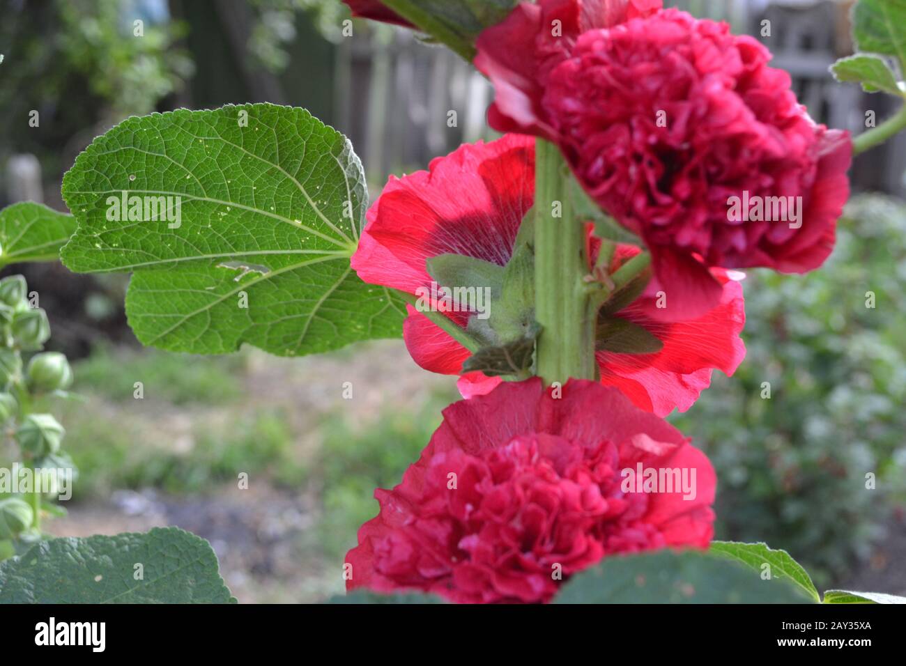Mallow. Malva. Alcea. Large, curly flowers. The flower similar to a rose. Red, burgundy. Close-up. Sun rays. Garden Stock Photo
