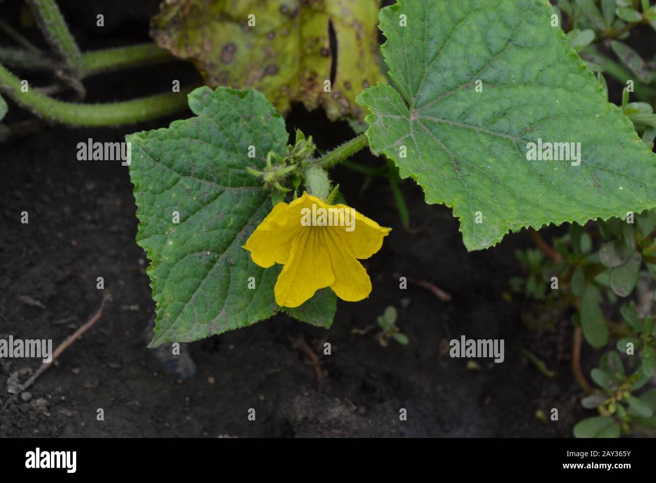 Cucumber. Cucumis sativus. Cucumber Leaves. Flowers cucumber. Cucumber growing in the garden. Garden. Field. Cultivation of vegetables. Horizontal pho Stock Photo