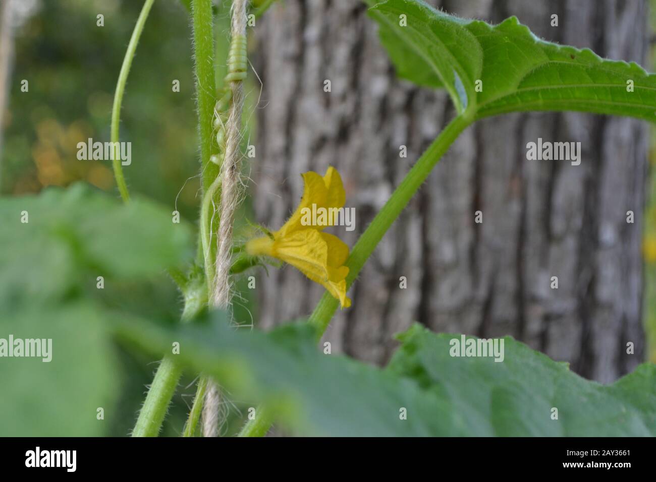 Cucumber flower female hi-res stock photography and images - Alamy
