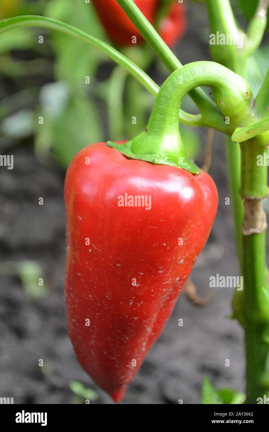 Pepper. Capsicum annuum. Pepper red. Pepper growing in the garden ...