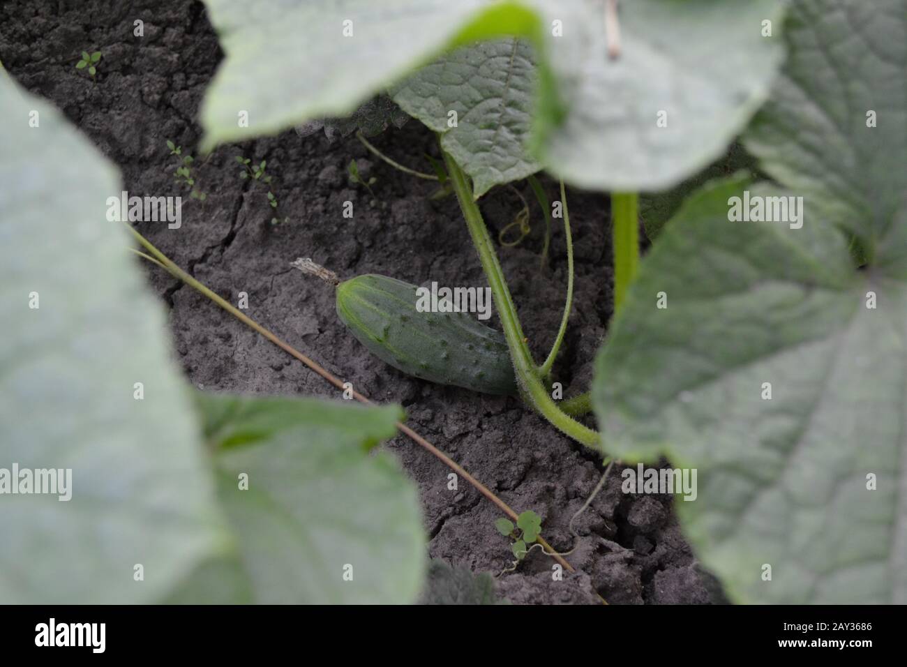 Cucumber. Cucumis sativus. The fruits of cucumber. Cucumber growing in ...