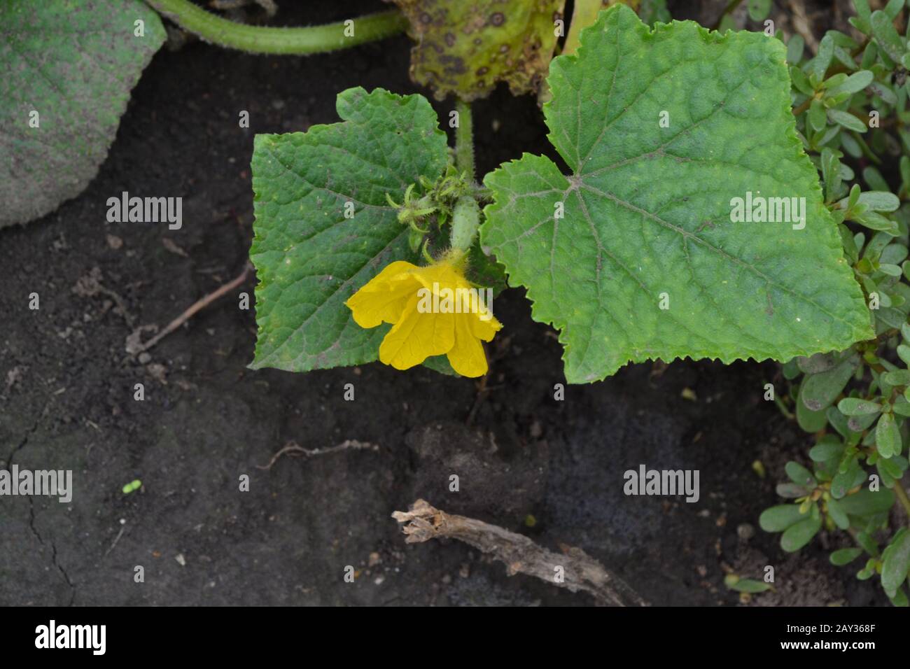 Cucumber. Cucumis sativus. Cucumber Leaves. Flowers cucumber. Cucumber growing in the garden. Garden. Field. Cultivation of vegetables. Agriculture. H Stock Photo