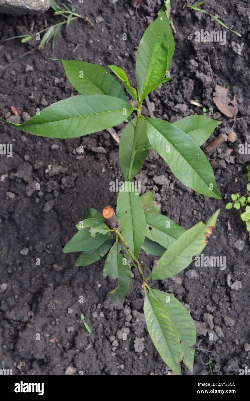 Peach. Peach tree. Prunus persica. Seedling peach tree. Fruit tree