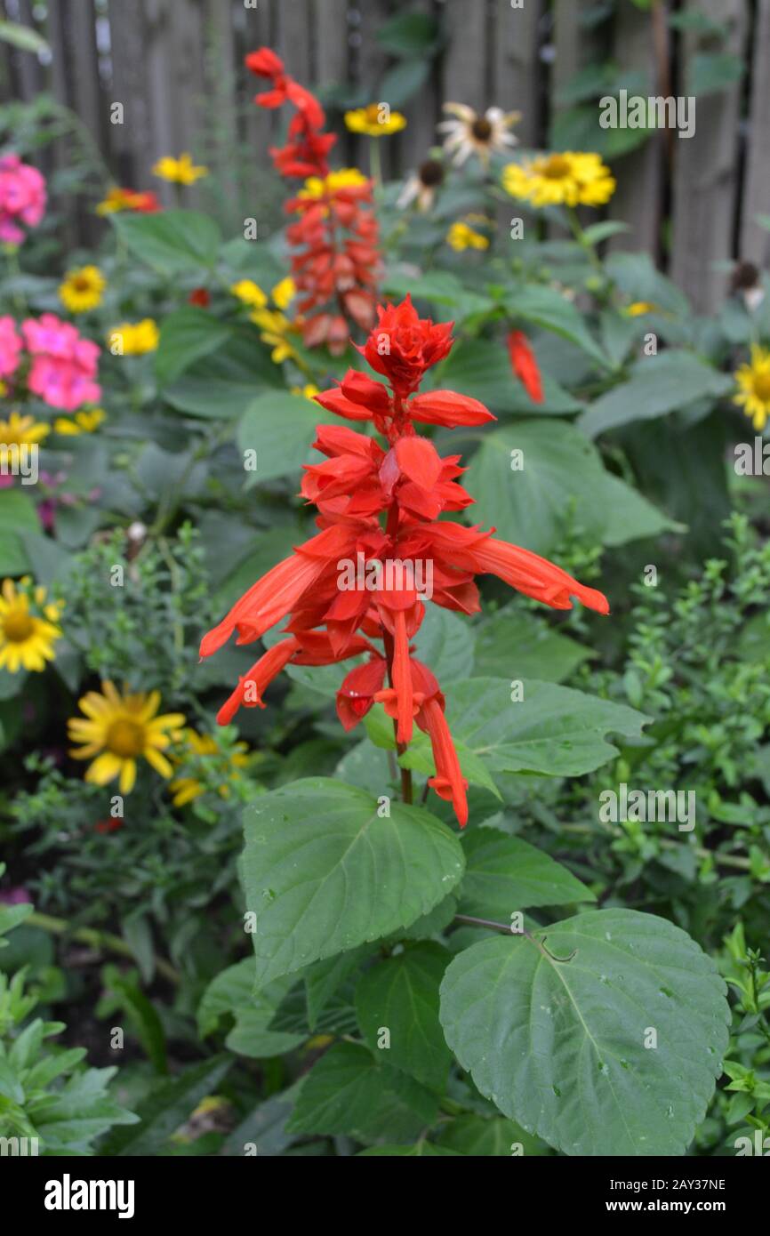 Salvia. Salvia splendens. Flower red. Heat-loving plants. Annual plant. Beautiful flower. Garden. Flowerbed. Growing flowers. On blurred background. V Stock Photo