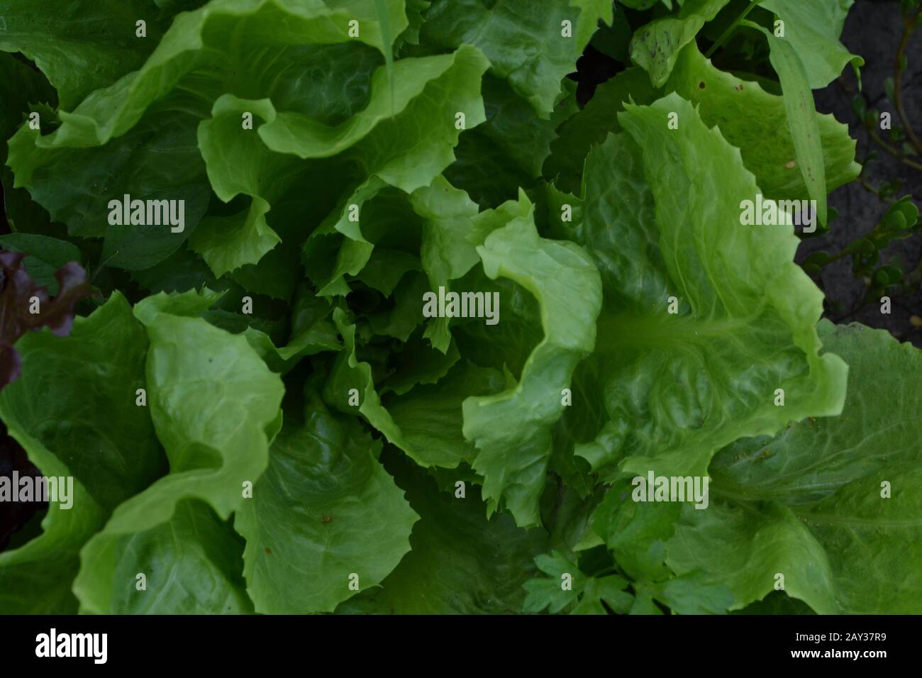 Salad Lettuce Lactuca It Grows In The Garden The Leaves Are