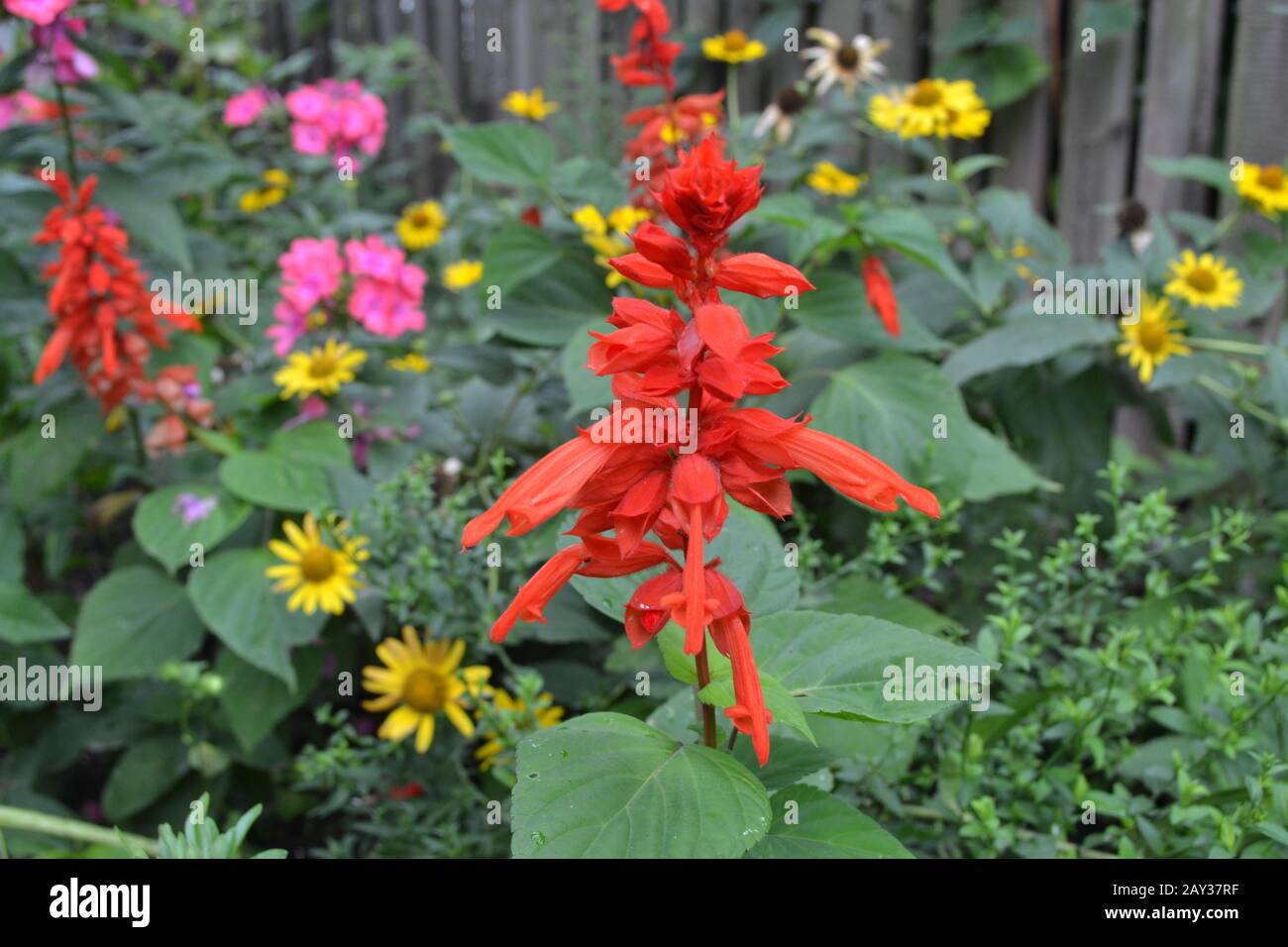 Salvia. Salvia splendens. Flower red. Heat-loving plants. Annual plant. Beautiful flower. Garden. Flowerbed. Growing flowers. Close-up. Horizontal Stock Photo