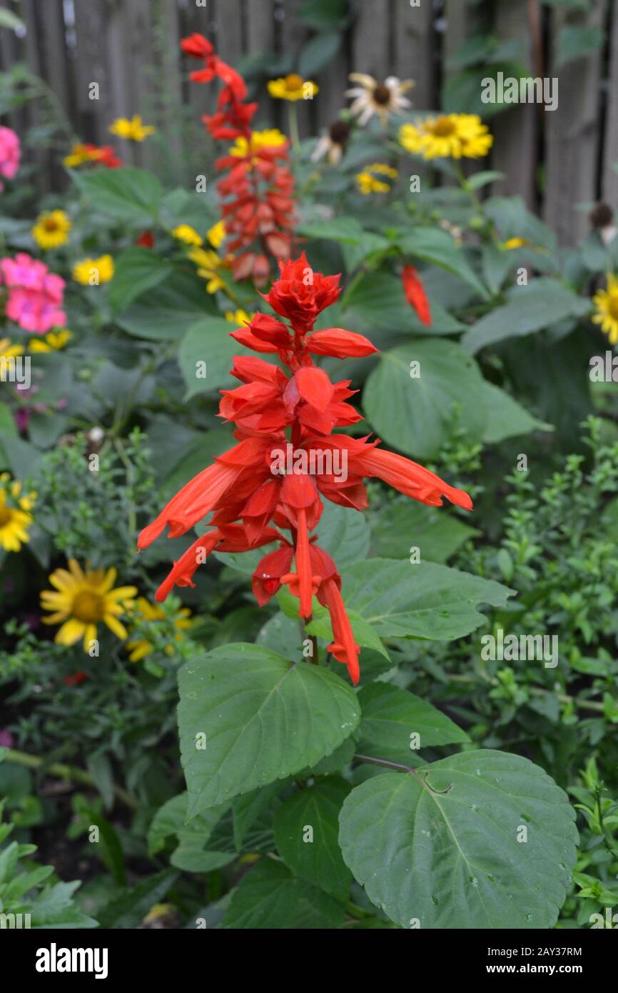 Salvia. Salvia splendens. Flower red. Heat-loving plants. Annual plant. Beautiful flower. Garden. Flowerbed. Growing flowers. On blurred background. V Stock Photo