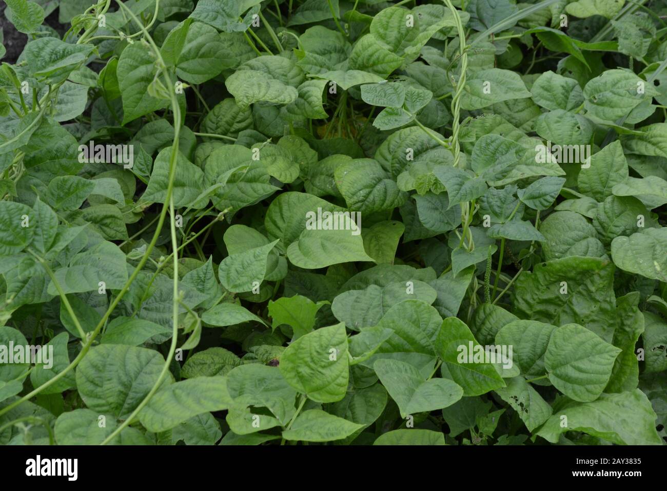 Kidney beans leaves close hi-res stock photography and images - Alamy