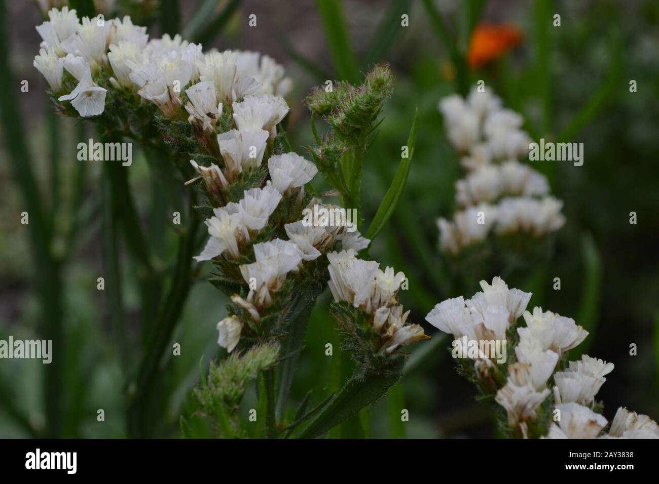 Is Statice Flower Poisonous