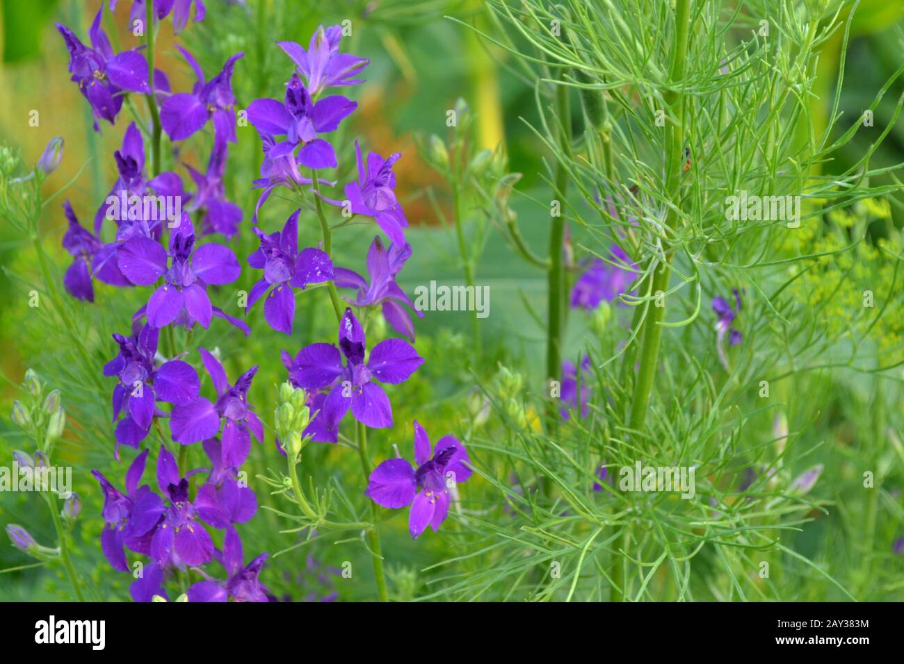 Consolida. Delicate flower. Flower purple. Small flowers on the stem. Among the green leaves. Garden. Field. Growing flowers. On blurred background. H Stock Photo