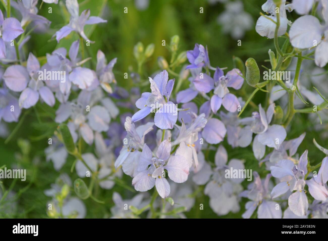 Consolida. Delicate flower. Flower pale purple. Small flowers on the stem. Among the green leaves. Garden. Field. Growing flowers. On blurred backgrou Stock Photo