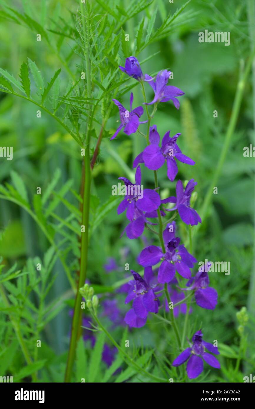 Consolida. Delicate flower. Flower purple. Small flowers on the stem. Among the green leaves. Garden. Field. Growing flowers. On blurred background. V Stock Photo