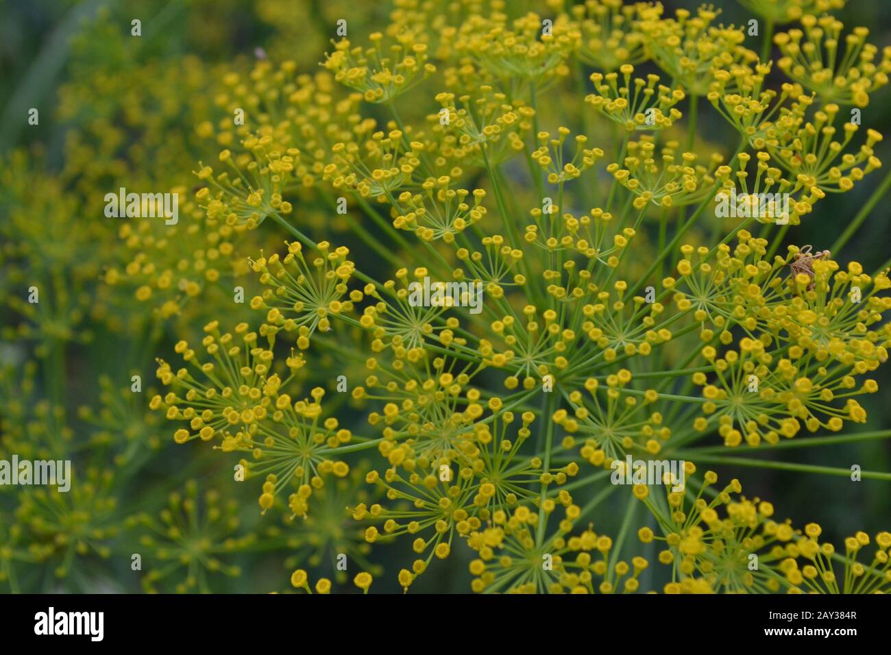Dill. graveolens. Shortlived annuals. Medicinal plant. dill flowers. On blurred