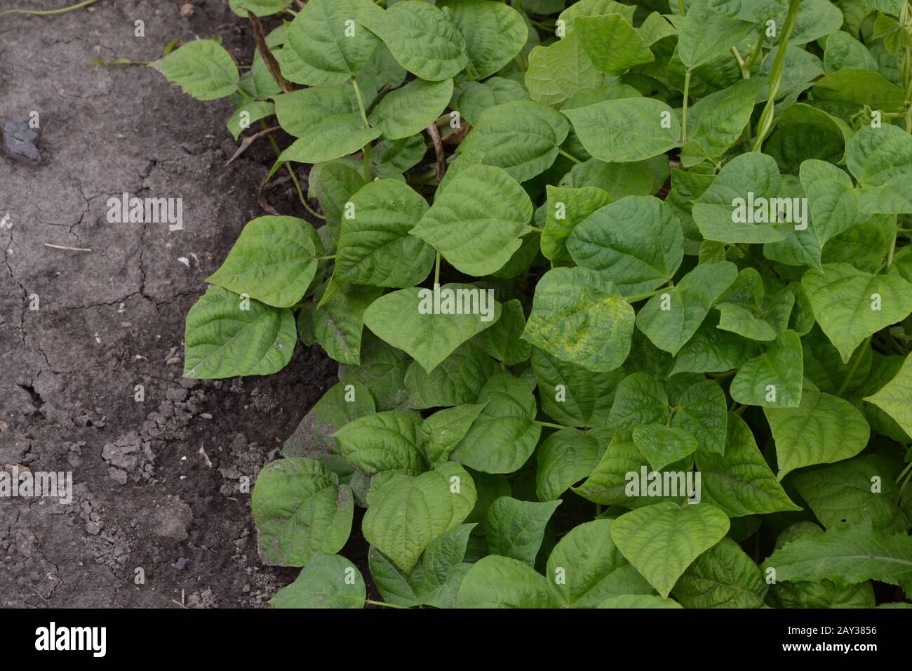 Beans. Phaseolus. Bean leaf. Garden. Field. Beans growing in the garden