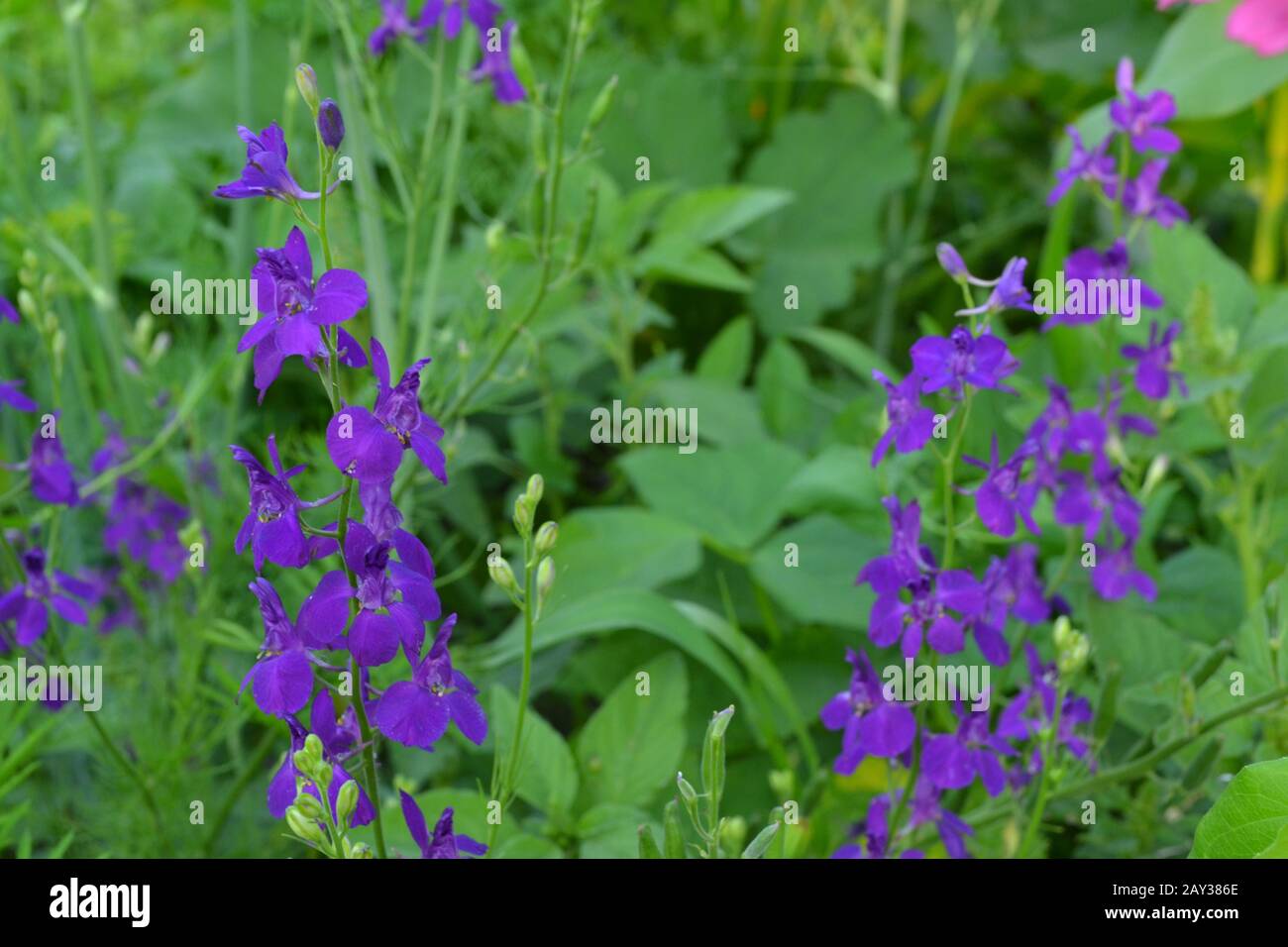 Consolida. Delicate flower. Flower purple. Small flowers on the stem. Among the green leaves. Garden. Field. Growing flowers. On blurred background. H Stock Photo