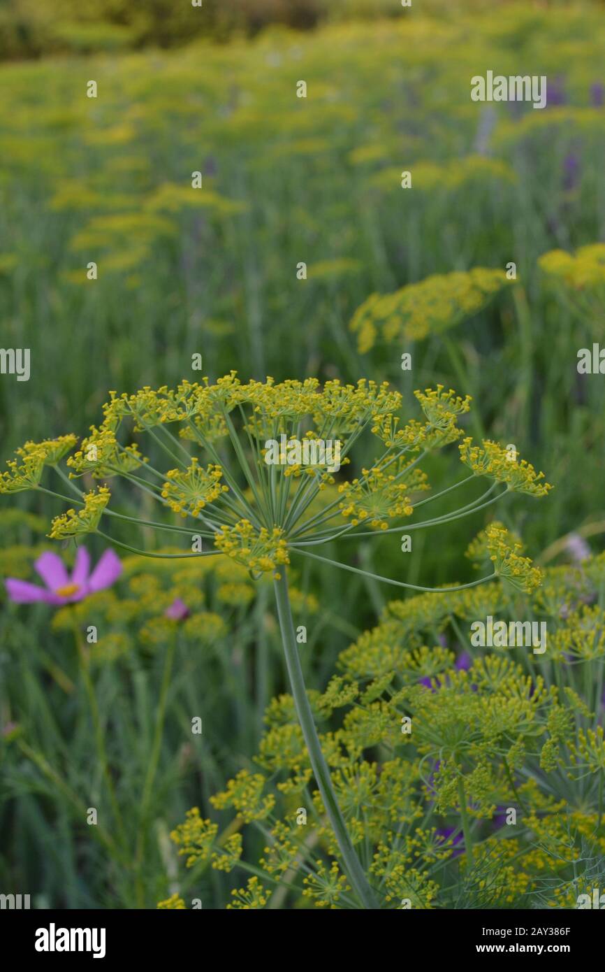 Dill. graveolens. Shortlived annuals. Medicinal plant. dill flowers. On blurred