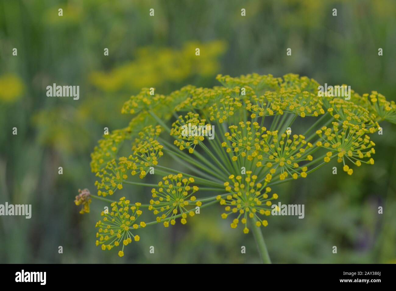 Dill. graveolens. Shortlived annuals. Medicinal plant. dill