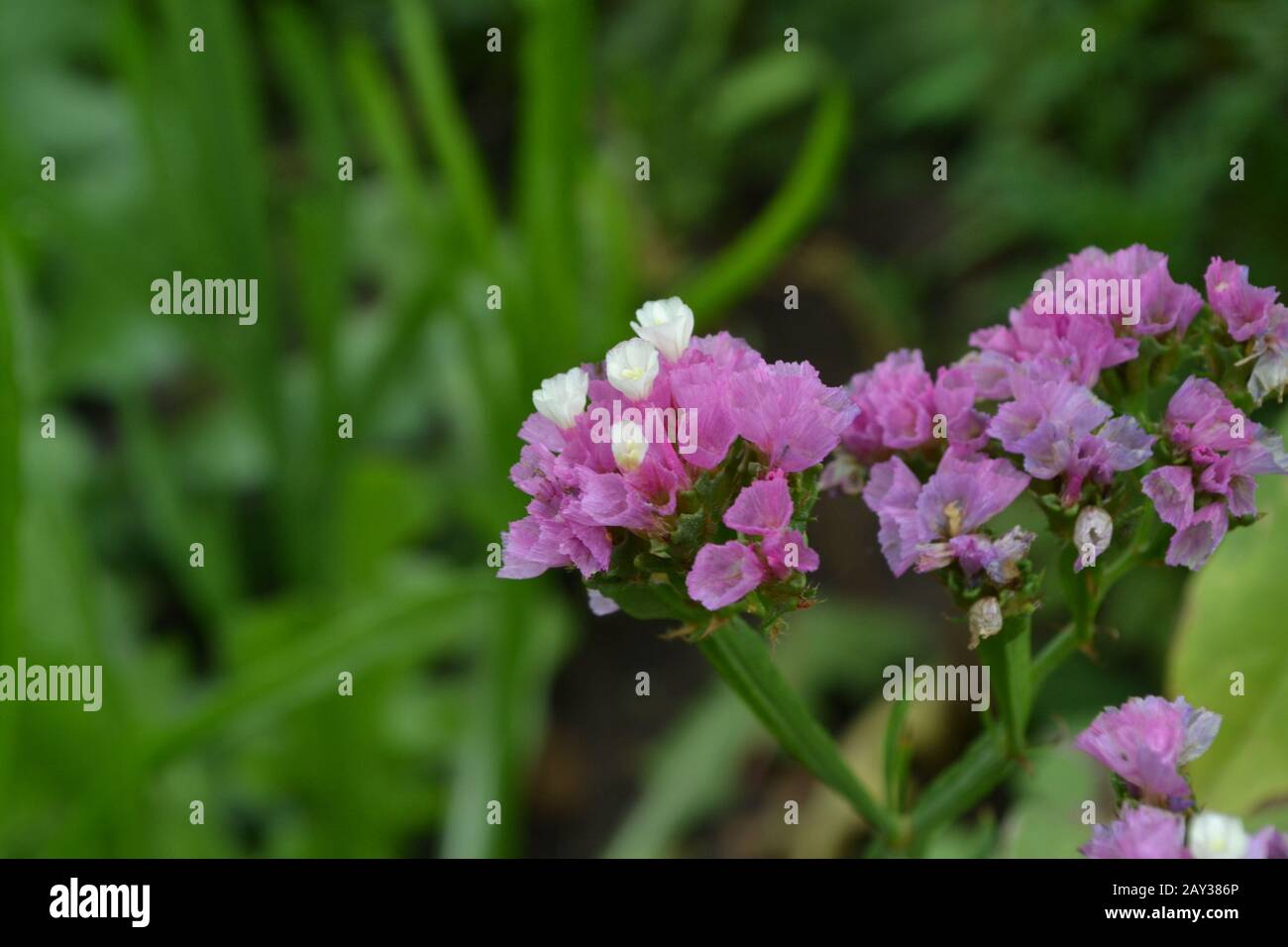 Dried flowers. Limonium sinuatum. Statice sinuata. Flower purple. Close-up. Garden. Flowerbed. Growing flowers. Horizontal Stock Photo