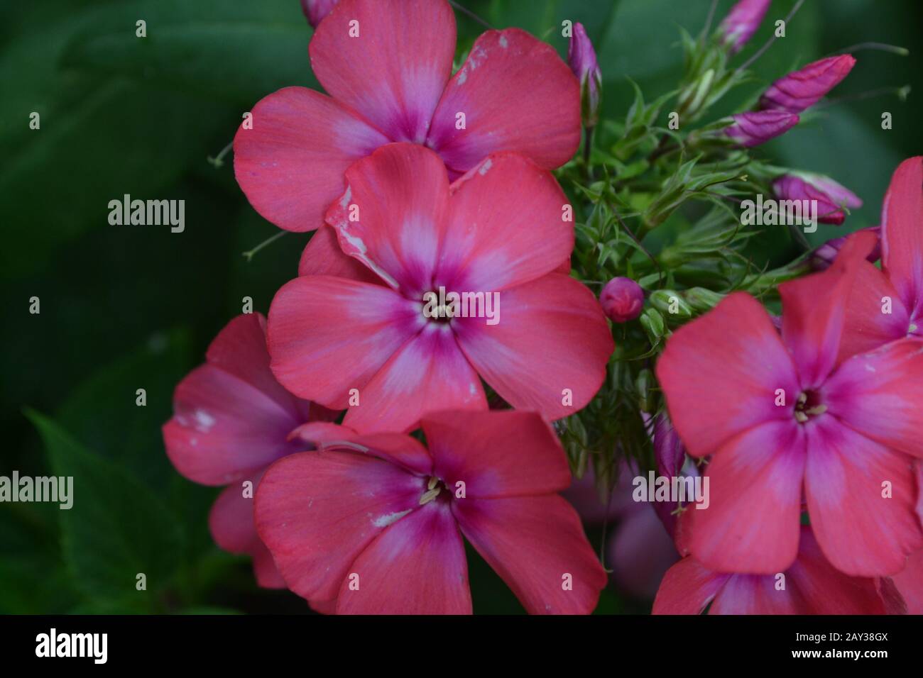 Phlox. Polemoniaceae. Beautiful inflorescence. Flowers pink. Nice smell. Growing flowers. Floriculture. On blurred background. Close-up. Horizontal ph Stock Photo