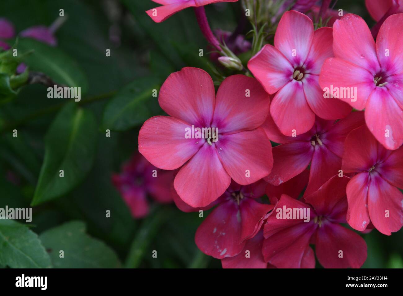 Phlox. Polemoniaceae. Beautiful inflorescence. Flowers pink. Nice smell. Growing flowers. Flowerbed. Garden. Floriculture. Horizontal Stock Photo