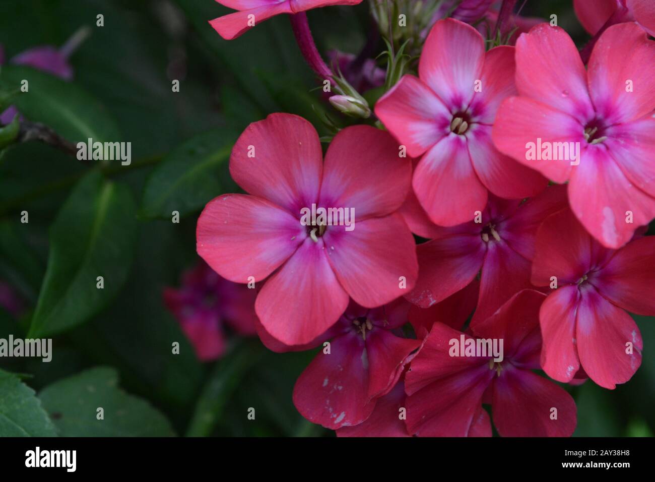 Phlox. Polemoniaceae. Beautiful inflorescence. Flowers pink. Growing flowers. Flowerbed. Garden. Floriculture. On blurred background. Close-up. Horizo Stock Photo