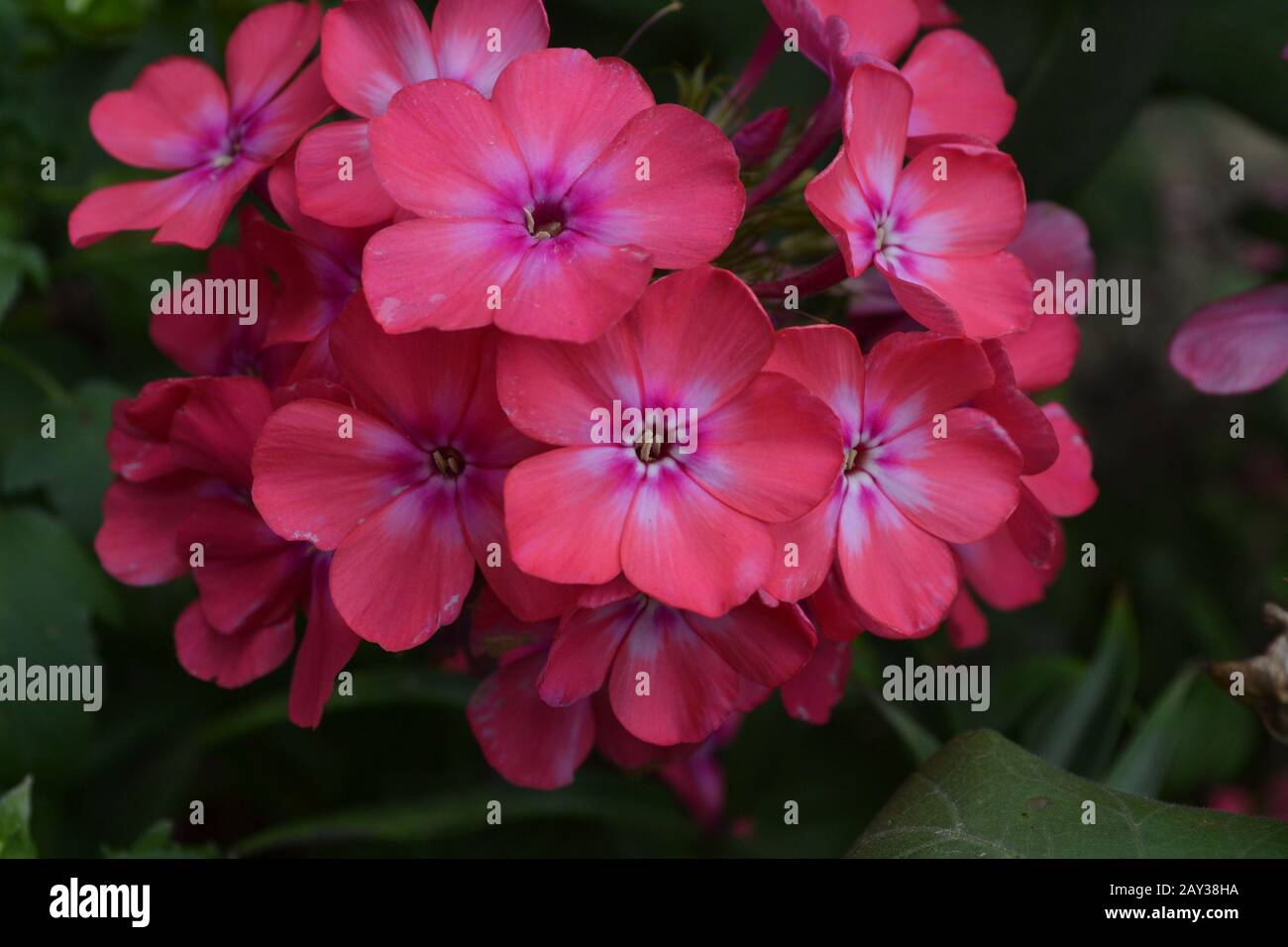 Phlox. Polemoniaceae. Beautiful inflorescence. Flowers pink. Nice smell. Growing flowers. Flowerbed. Garden. Floriculture. On blurred background. Hori Stock Photo