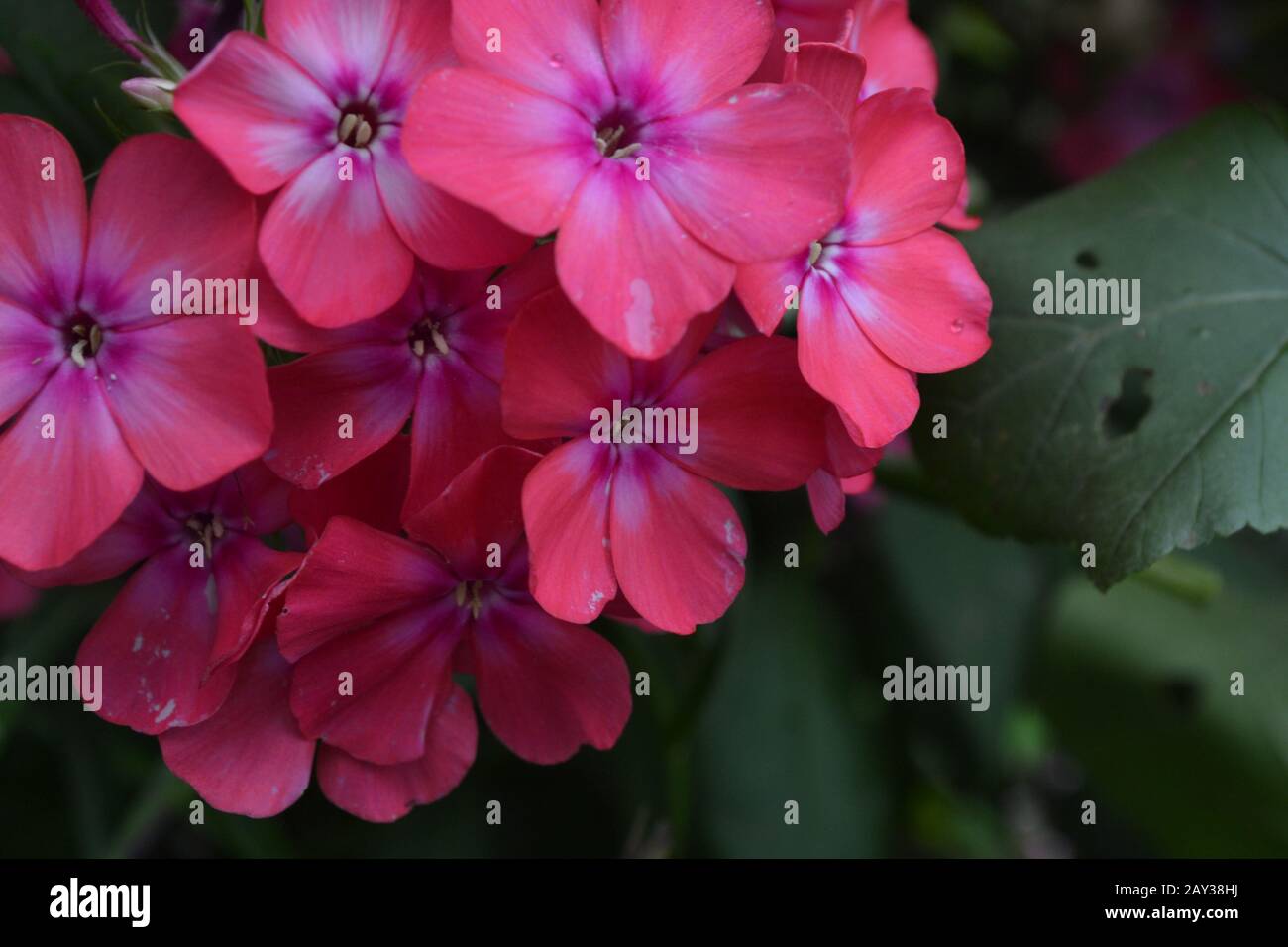 Phlox. Polemoniaceae. Beautiful inflorescence. Flowers pink. Nice smell. Flowerbed. Garden. Floriculture. On blurred background. Close-up. Horizontal Stock Photo