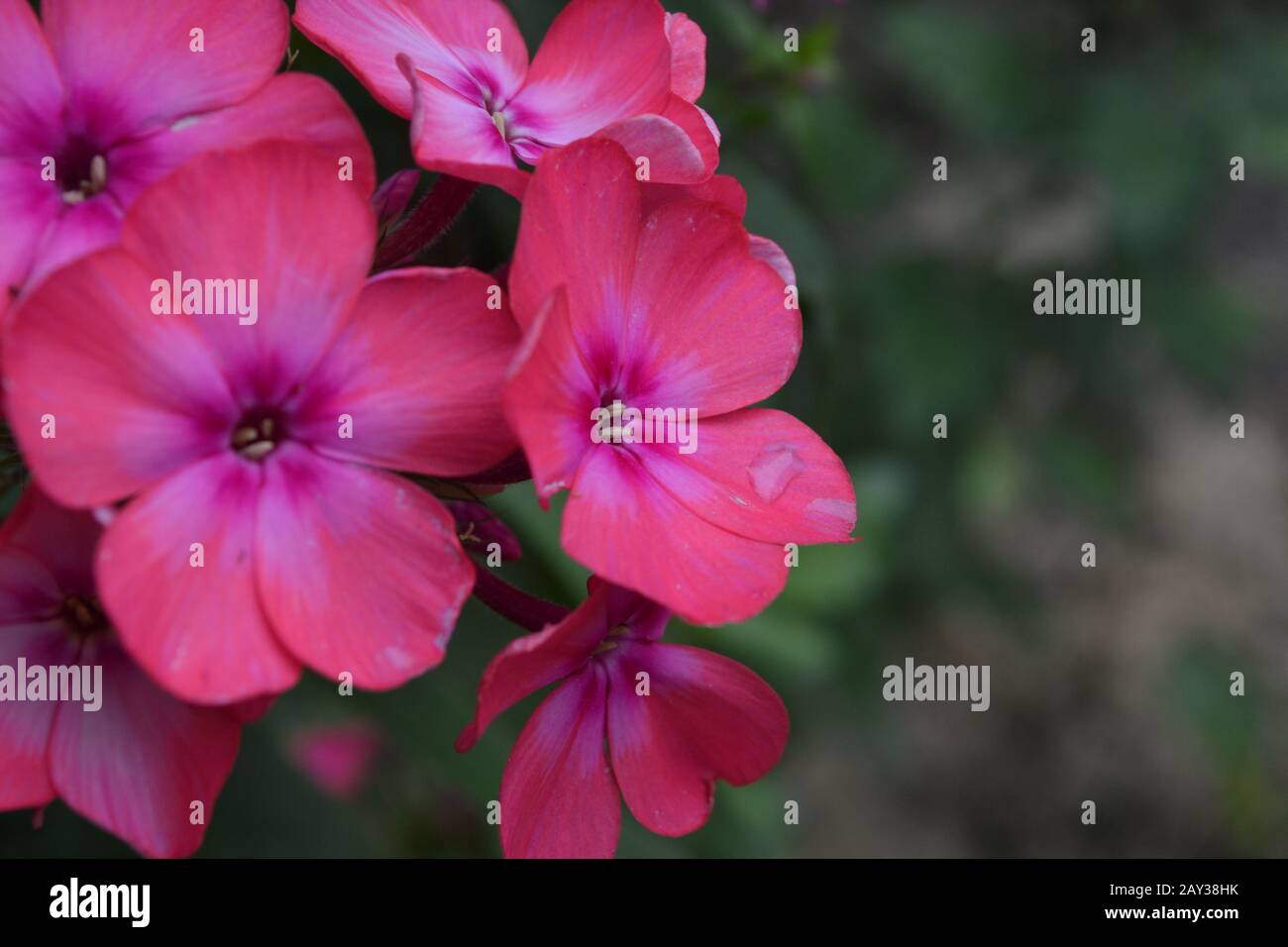 Phlox. Polemoniaceae. Beautiful inflorescence. Flowers pink. Nice smell. Growing flowers. Flowerbed. Garden. On blurred background. Close-up. Horizont Stock Photo