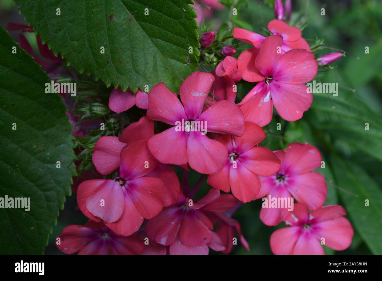 Phlox. Polemoniaceae. Beautiful inflorescence. Flowers pink. Flowerbed. Garden. Floriculture. On blurred background. Close-up. Horizontal photo Stock Photo