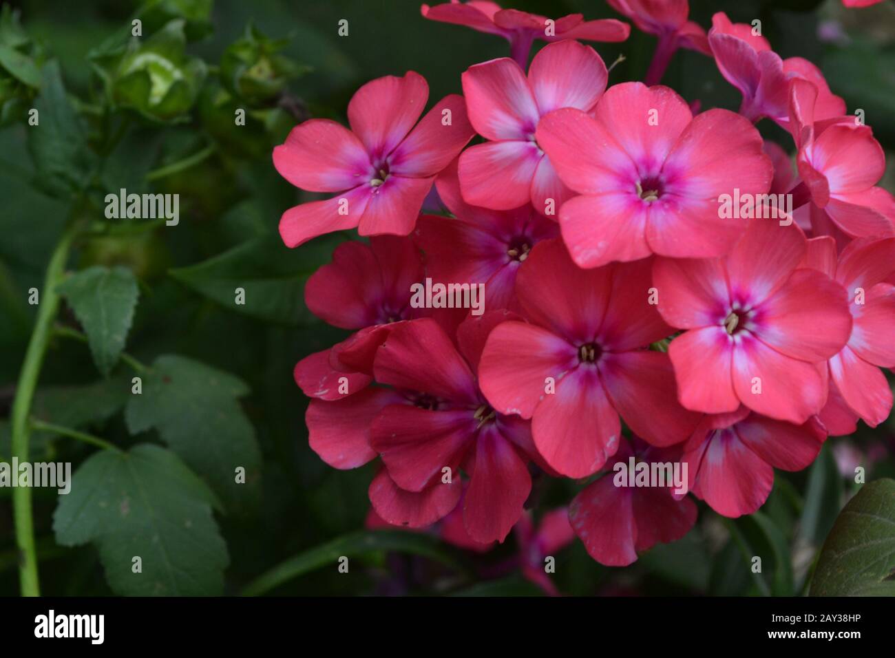 Phlox. Polemoniaceae. Beautiful inflorescence. Flowers pink. Nice smell. Growing flowers. Flowerbed. Garden. Floriculture. Close-up. Horizontal photo Stock Photo