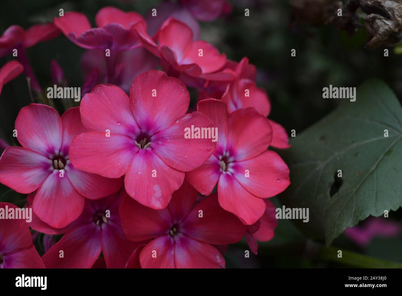 Phlox. Polemoniaceae. Beautiful inflorescence. Flowers pink. Nice smell. Garden. Floriculture. On blurred background. Close-up. Horizontal Stock Photo