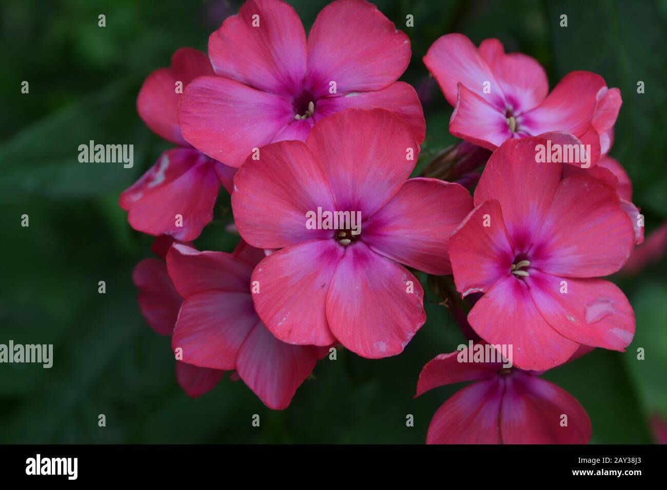 Phlox. Polemoniaceae. Beautiful inflorescence. Flowers pink. Nice smell. Growing flowers. Flowerbed. Floriculture. On blurred background. Close-up. Ho Stock Photo