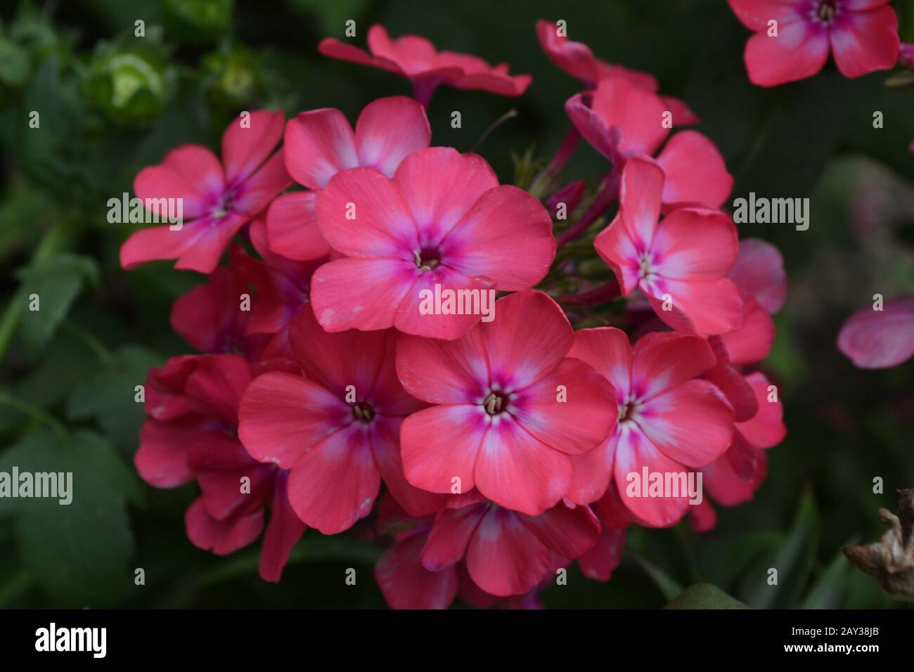 Phlox. Polemoniaceae. Beautiful inflorescence. Flowers pink. Nice smell. Growing flowers. Flowerbed. Garden. Floriculture. On blurred background. Clos Stock Photo