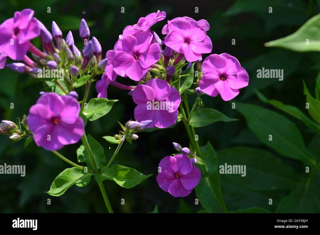 Phlox. Polemoniaceae. Beautiful inflorescence. Flowers purple color. Nice smell. Growing flowers. Flowerbed. Garden. Floriculture. Horizontal Stock Photo