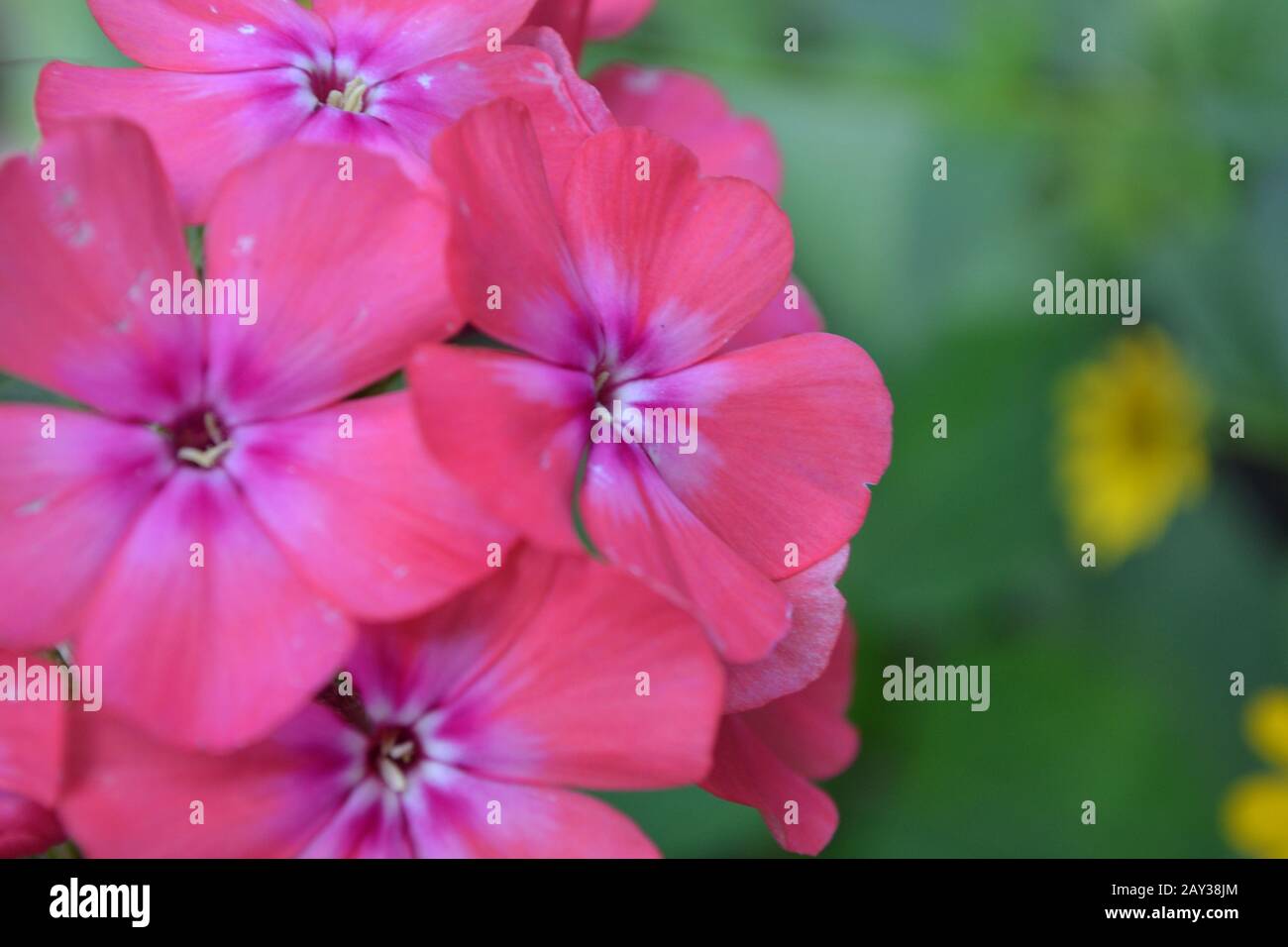 Phlox. Polemoniaceae. Beautiful inflorescence. Flowers pink. Nice smell. Growing flowers. On blurred background. Close-up. Horizontal photo Stock Photo