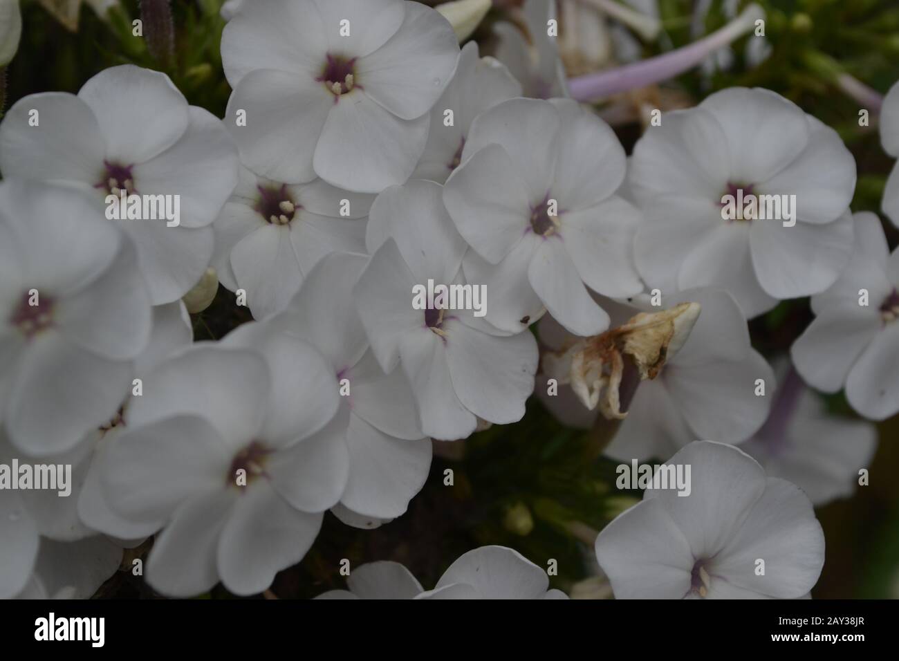 Phlox. Polemoniaceae. Beautiful inflorescence. White flowers. Nice smell. Growing flowers. Flowerbed. Garden. Floriculture. Horizontal photo Stock Photo