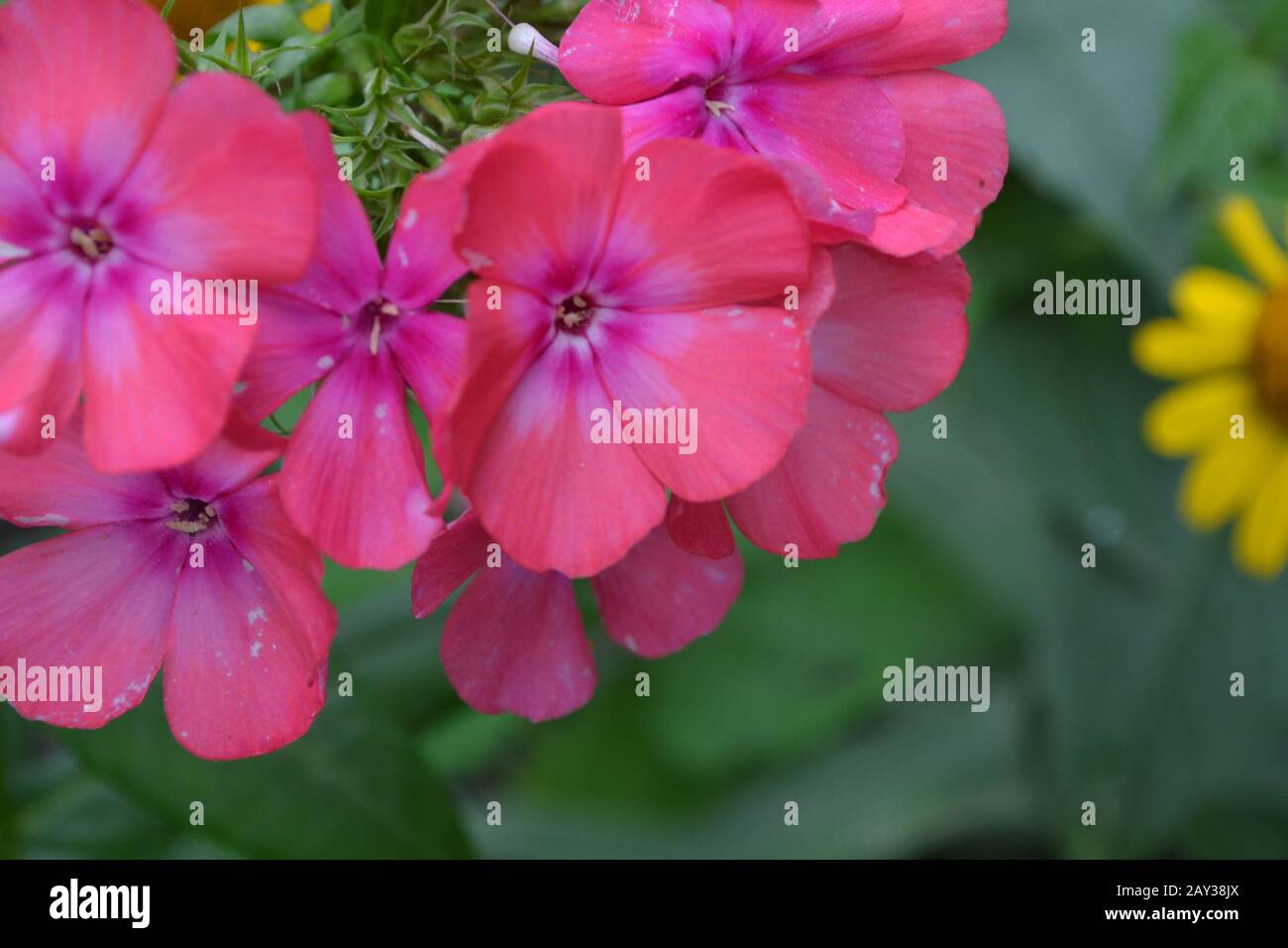 Phlox. Polemoniaceae. Beautiful inflorescence. Flowers pink. Nice smell. Growing flowers. Flowerbed. On blurred background. Close-up. Horizontal Stock Photo