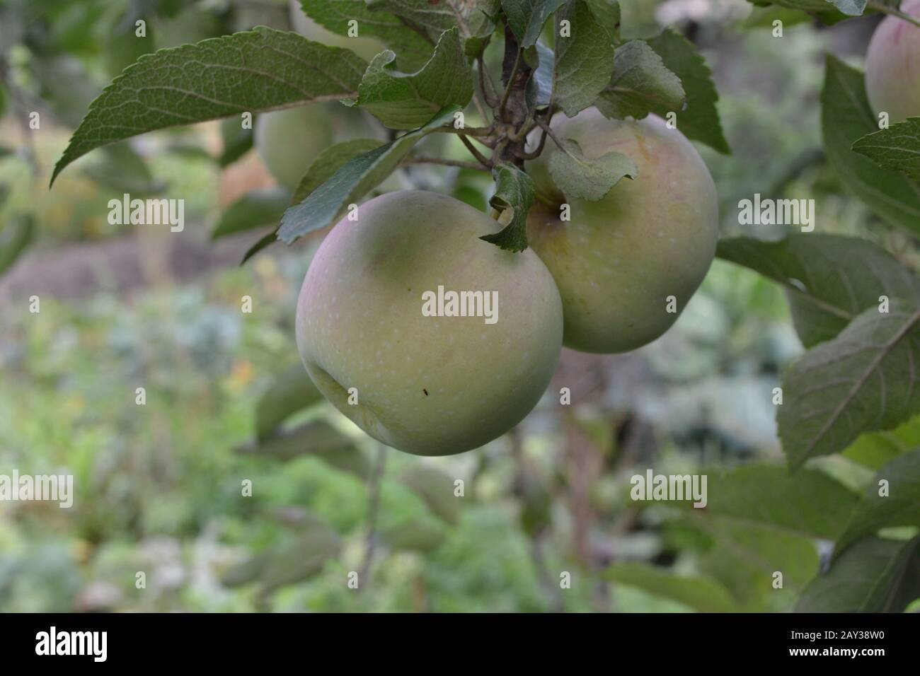Apple. Grade Florina. Apples average maturity. Fruits apple on the