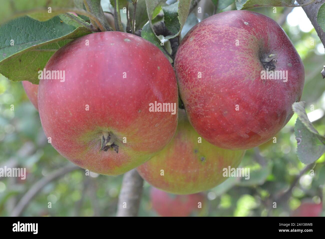 Apple. Grade Jonathan. Apples are red. Winter grade. Garden. Farm