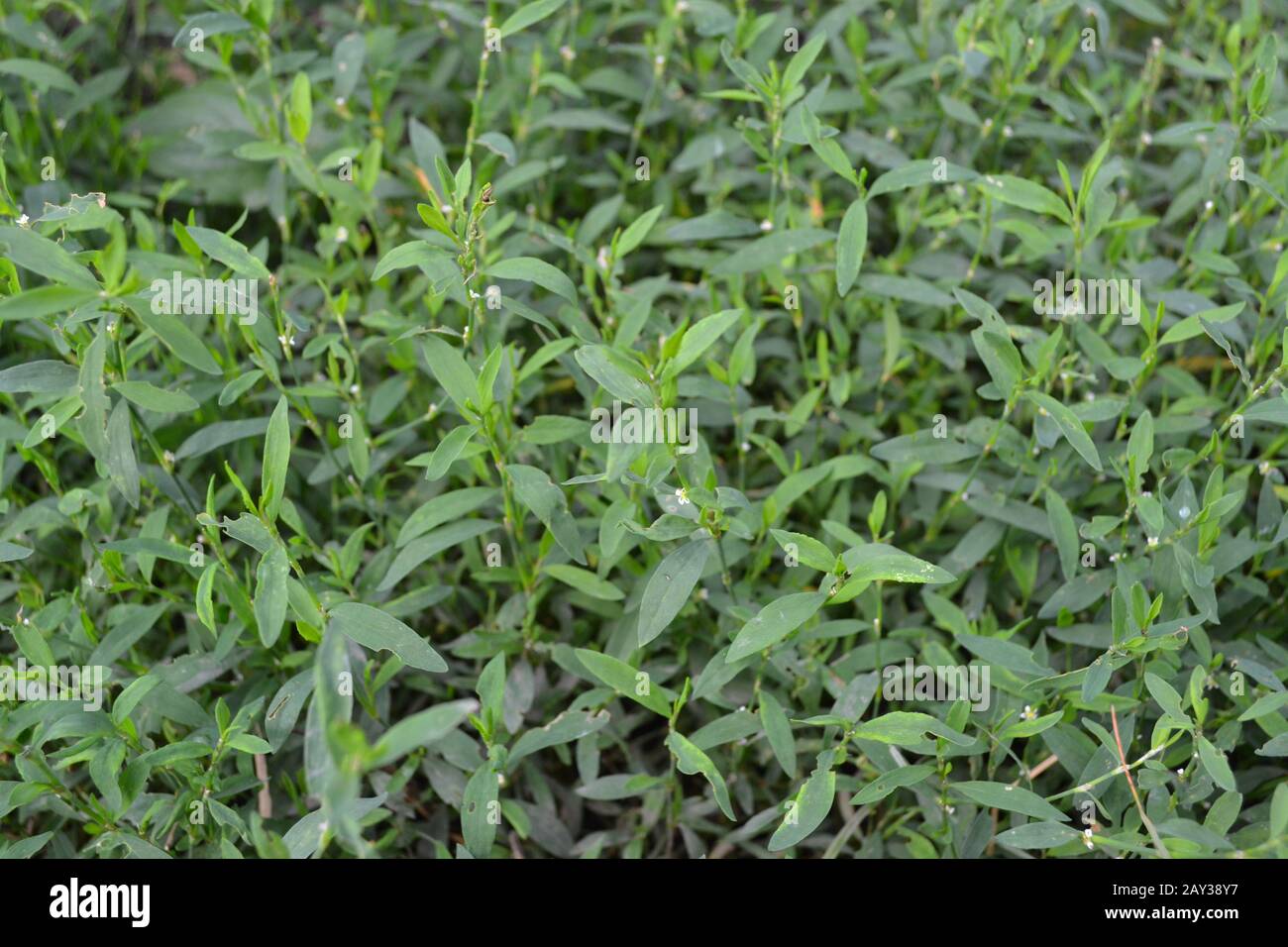 Green grass. Polygonum aviculare. Medicinal plant. Fodder plant. Horizontal Stock Photo