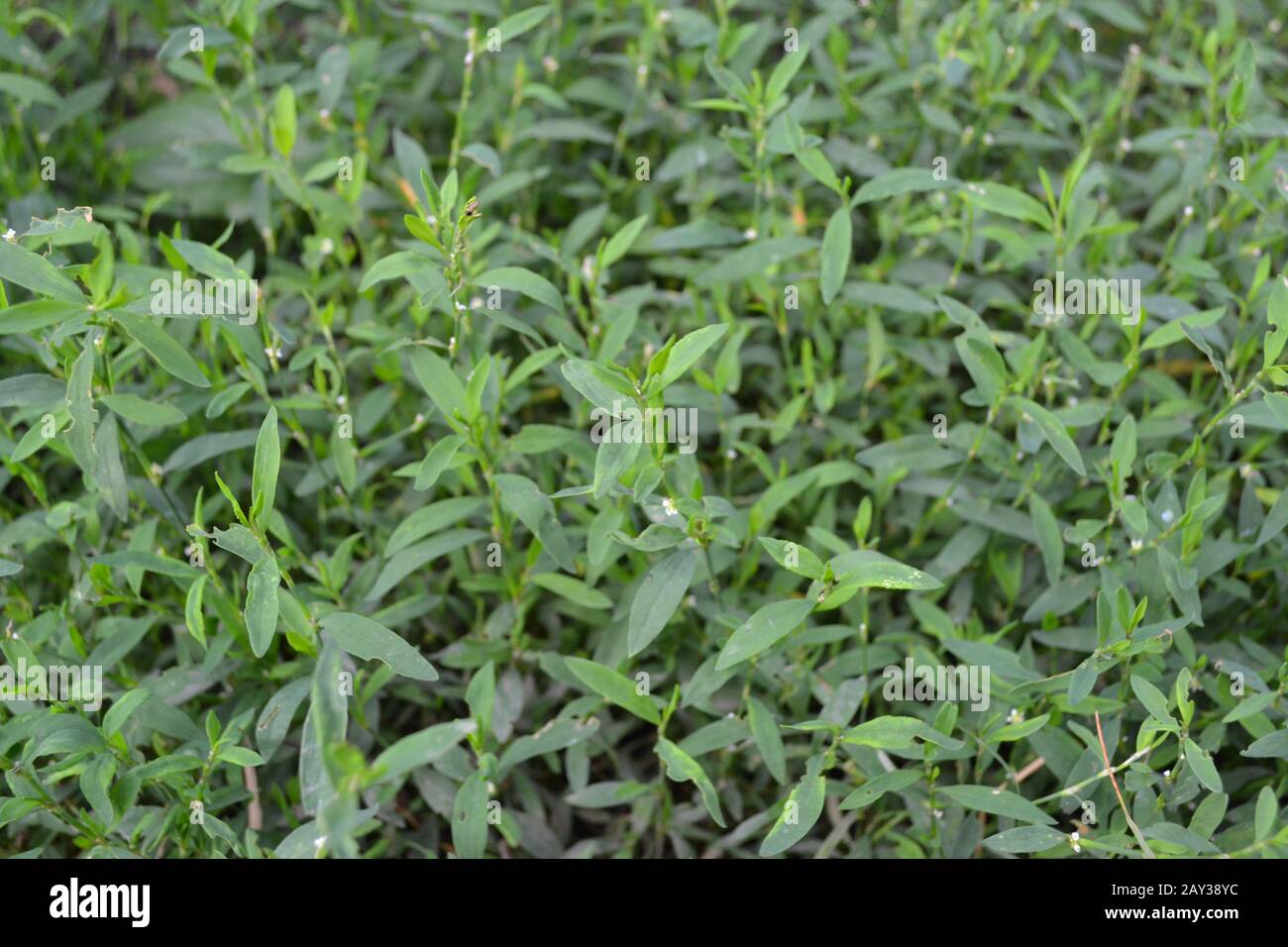 Green grass. Polygonum aviculare. Medicinal plant. Close-up. Horizontal photo Stock Photo