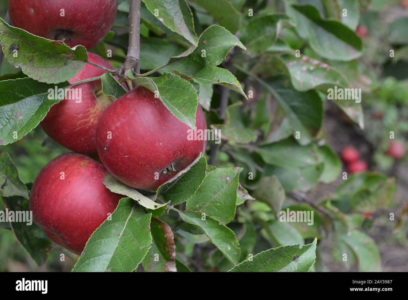 Apple. Grade Jonathan. Apples average maturity. Fruits apple on the