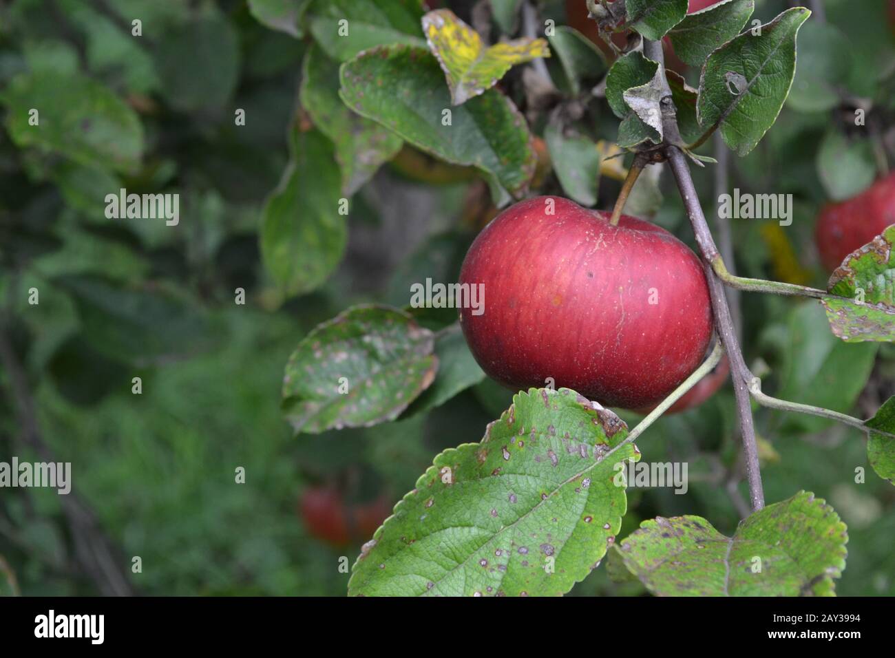 Apple. Grade Jonathan. Apples average maturity. Fruits apple on the