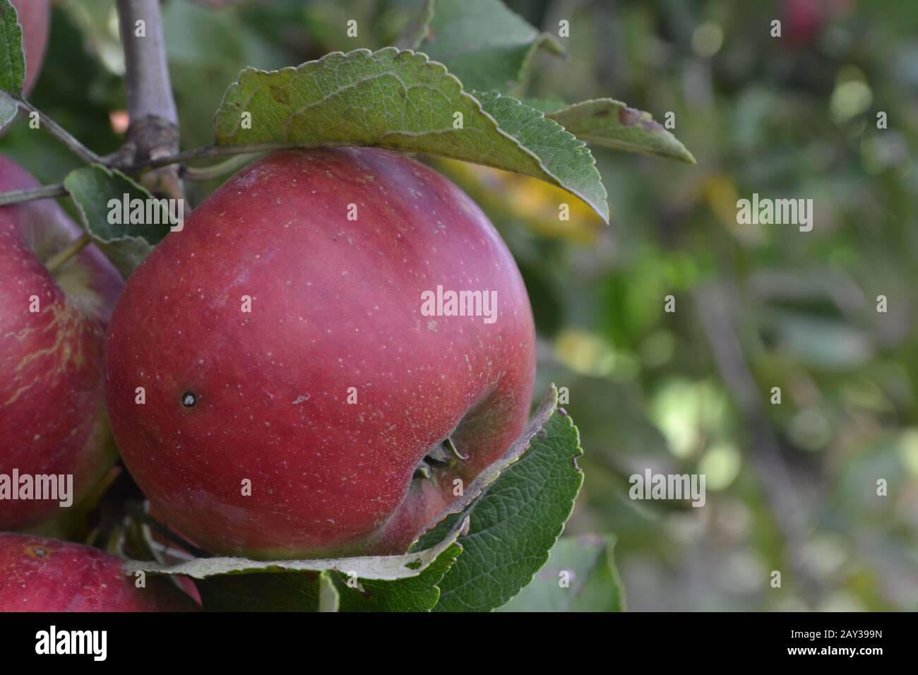 Apple. Grade Jonathan. Apples average maturity. Growing fruits. Garden
