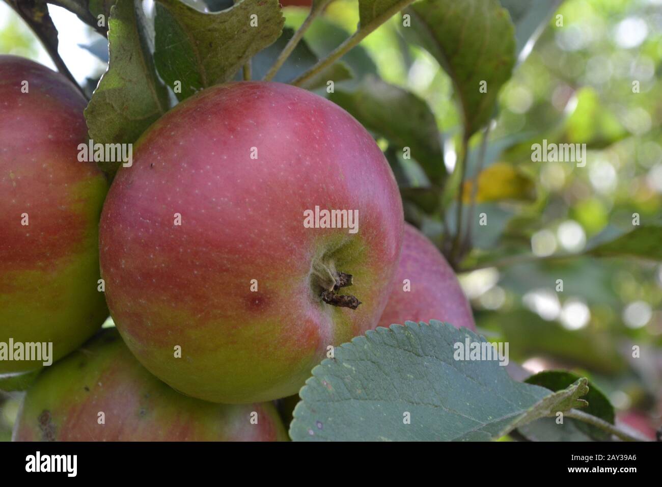 Apple. Grade Jonathan. Apples average maturity. Growing fruits. Garden