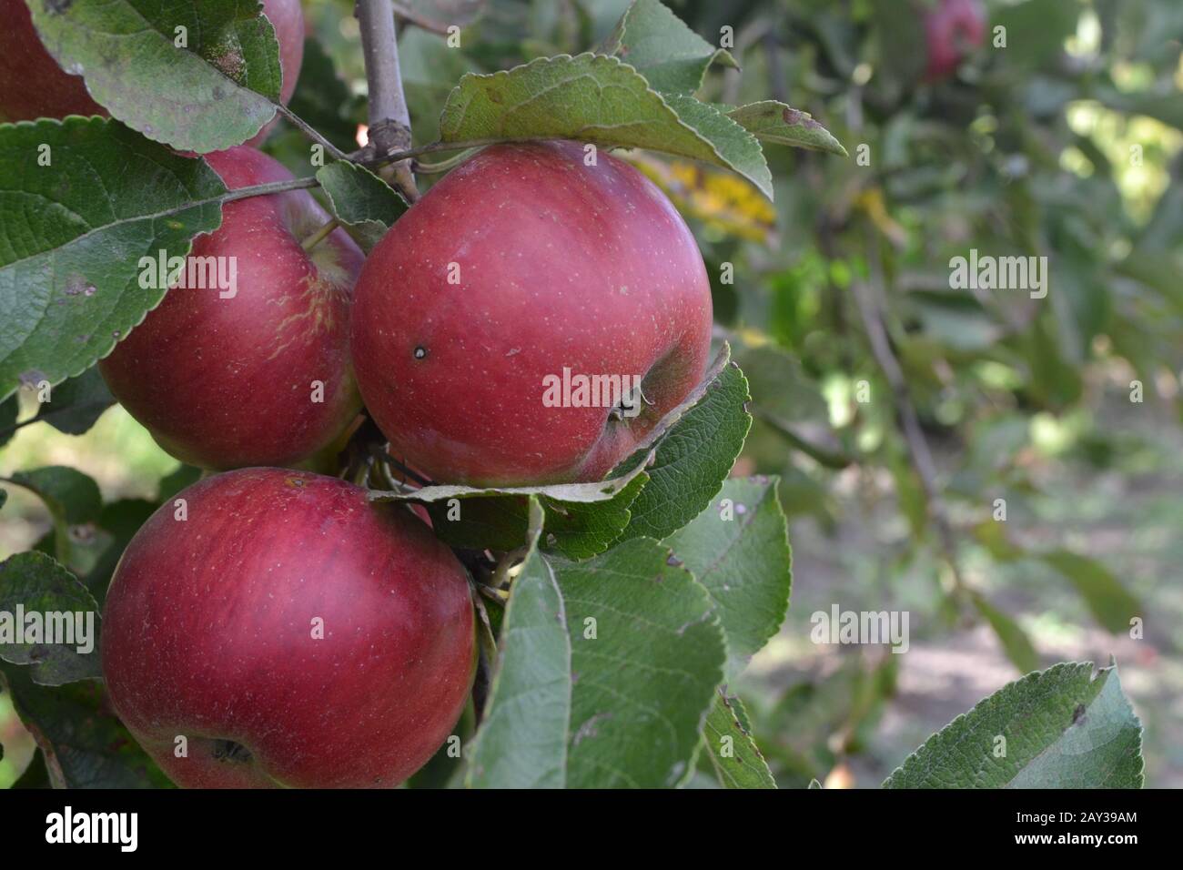 Apple. Grade Jonathan. Apples average maturity. Growing fruits. Garden